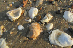 shells